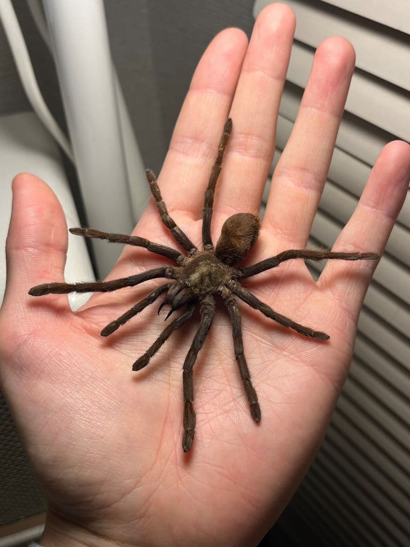 【標本】ジャワイエローニー アースタイガー タランチュラホーク ムカデ 標本】ジャワイエローニー アースタイガー タランチュラホーク ムカデ