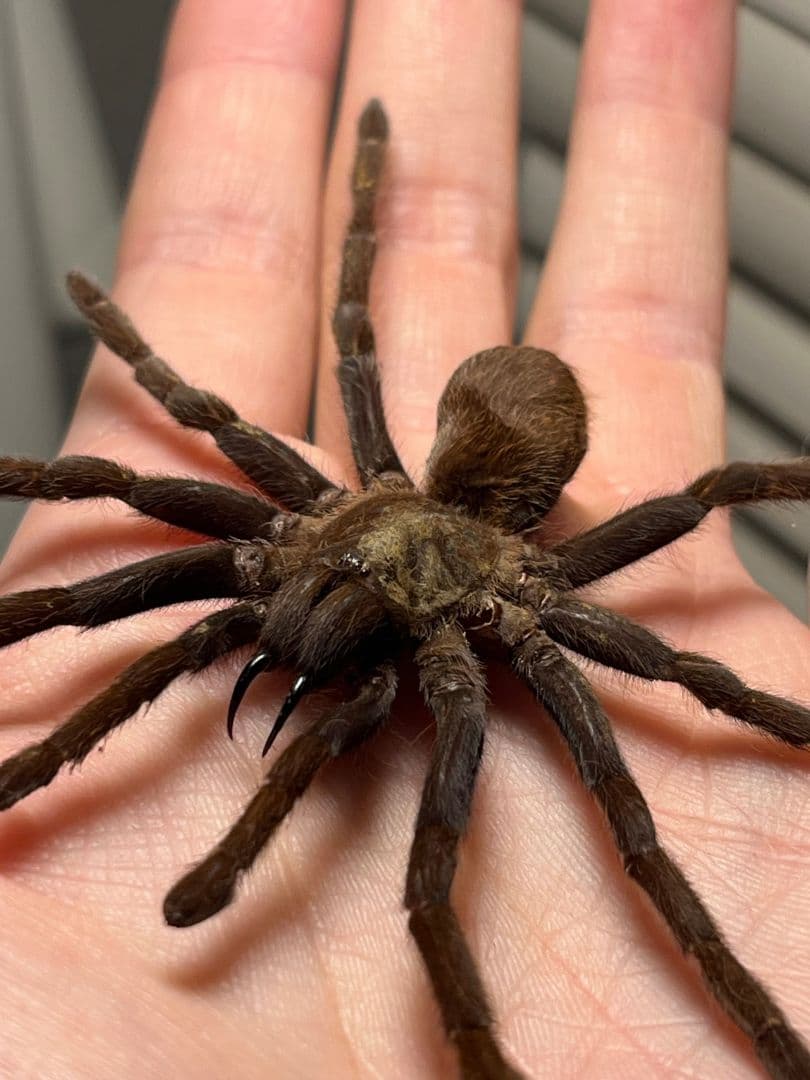 標本】ジャワイエローニー アースタイガー タランチュラホーク ムカデ