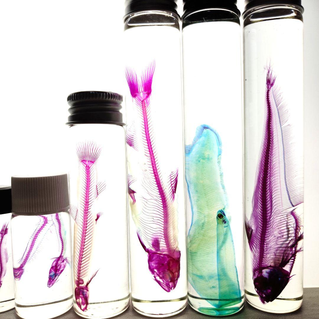 大特価☆美品【透明標本】魚類 9本セット - メルカリ