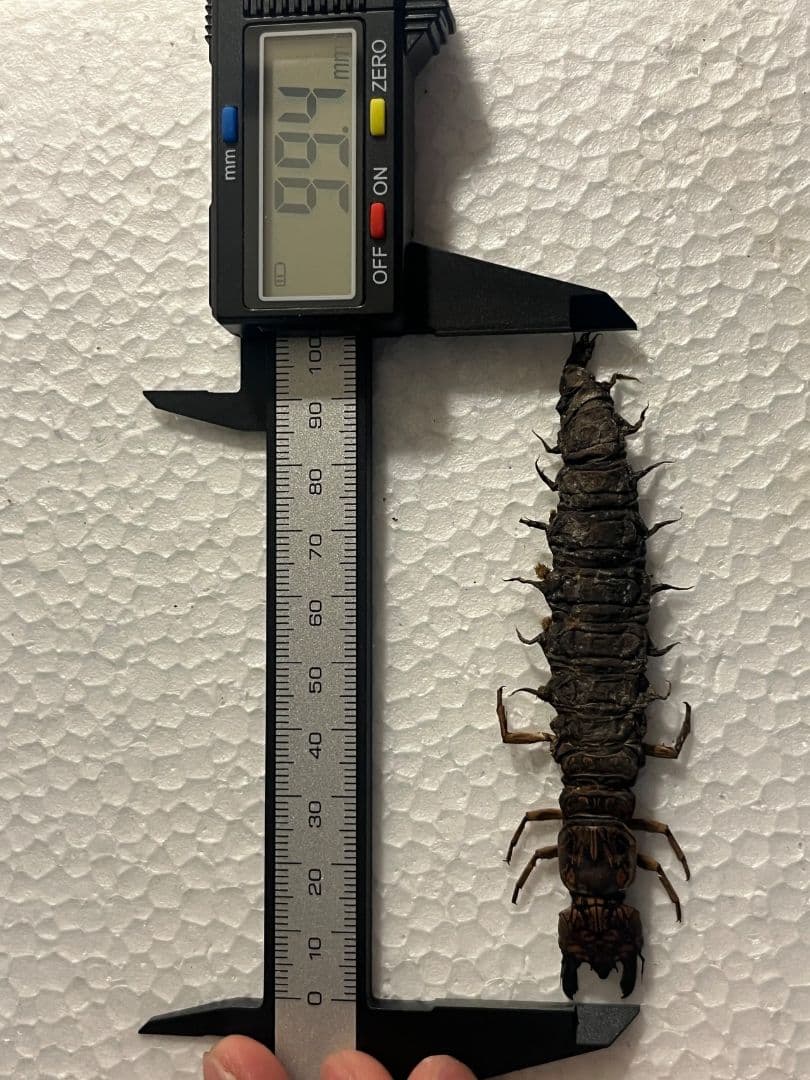 模様綺麗】オオキバヘビトンボ ウスバカゲロウ蜻蛉トンボ 標本