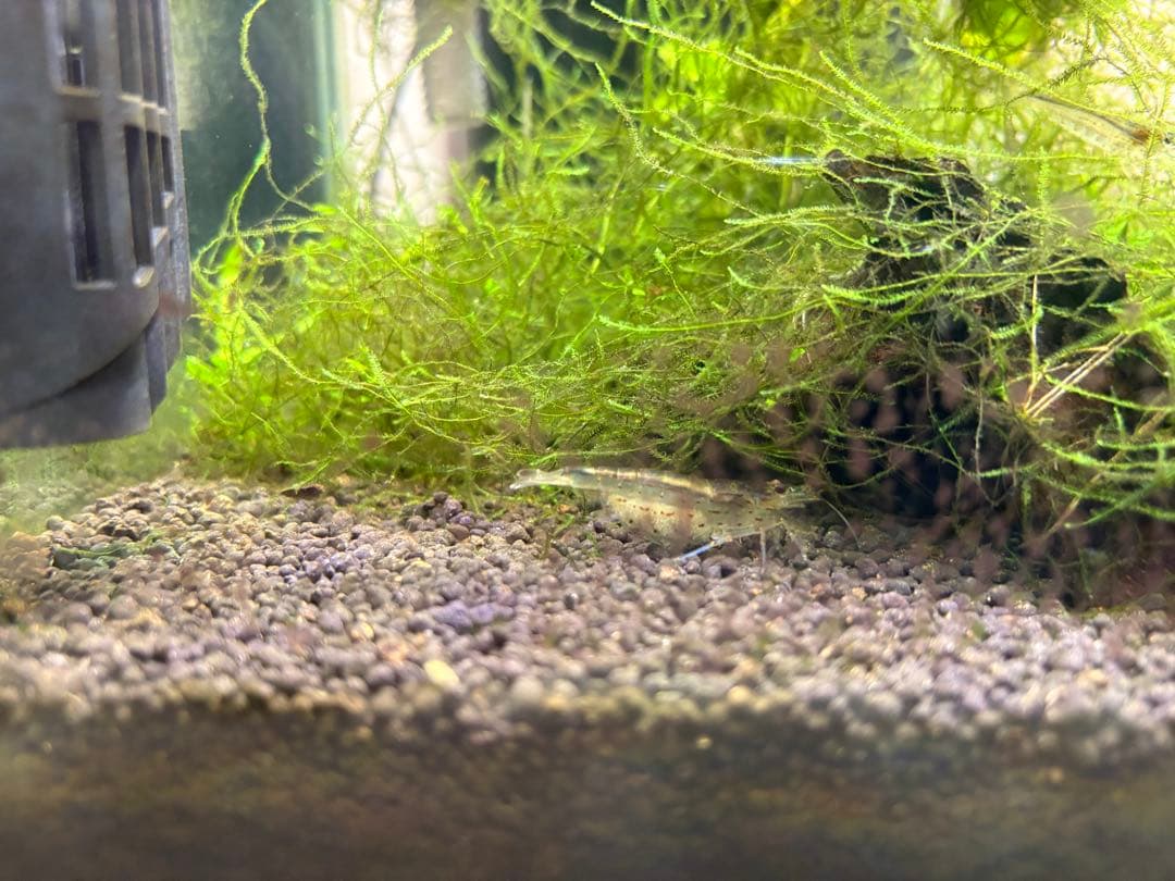 水槽フルセット 引き取り限定