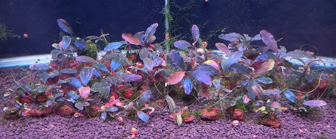 Bucephalandra sp.magician水槽内全て大小合わせて約50株