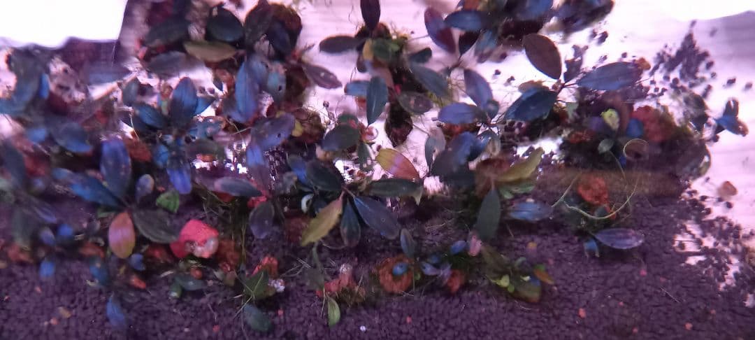 Bucephalandra sp.magician水槽内全て大小合わせて約50株
