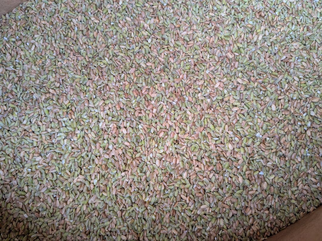 鳥のエサ 非食用 30kg くず米