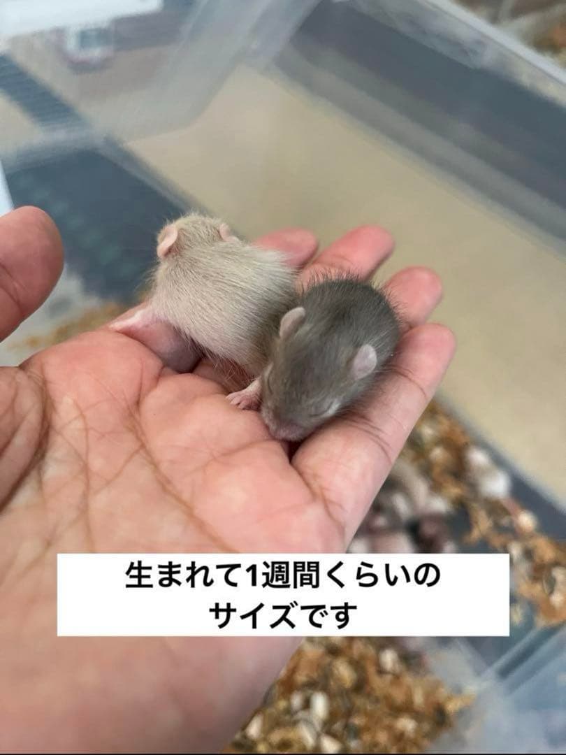 ヤワゲネズミ プチラット 120匹 送料込み