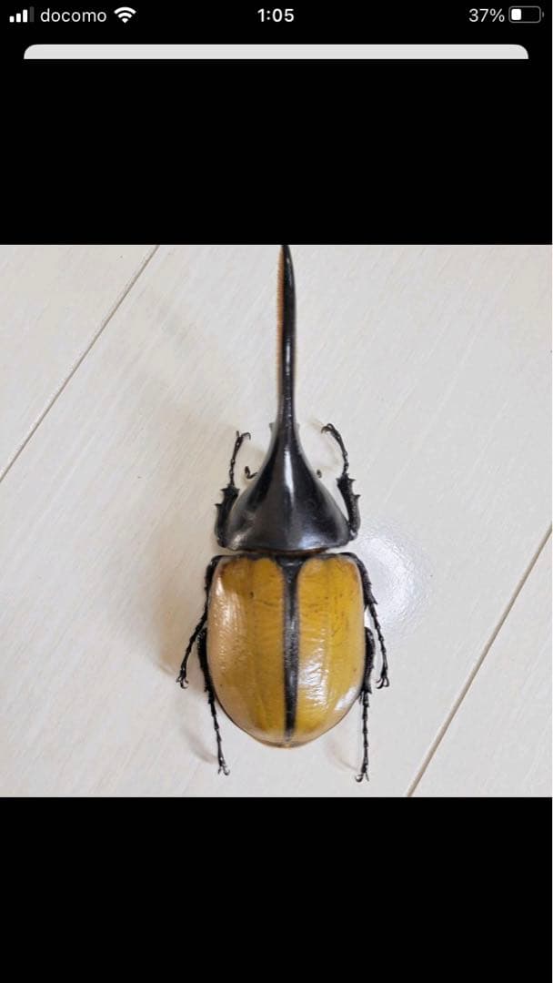 ヘラクレス・エクアトリアヌス♂標本 ヘラクレスエクアトリアヌス♂標本美品