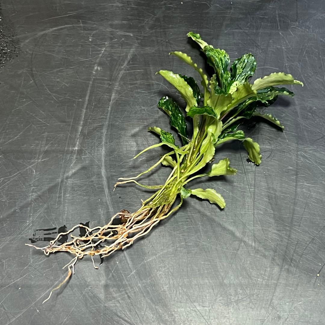 ブセファランドラsp. グリーンウェービー 斑入り バリエガータ ③