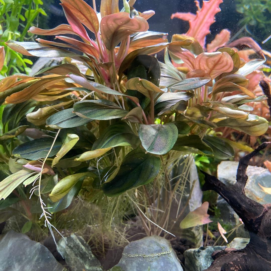 Bucephalandra ブセファランドラ　群生株　水中葉