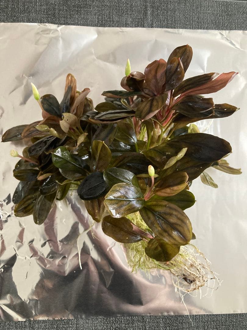 Bucephalandra ブセファランドラ　群生株　水中葉