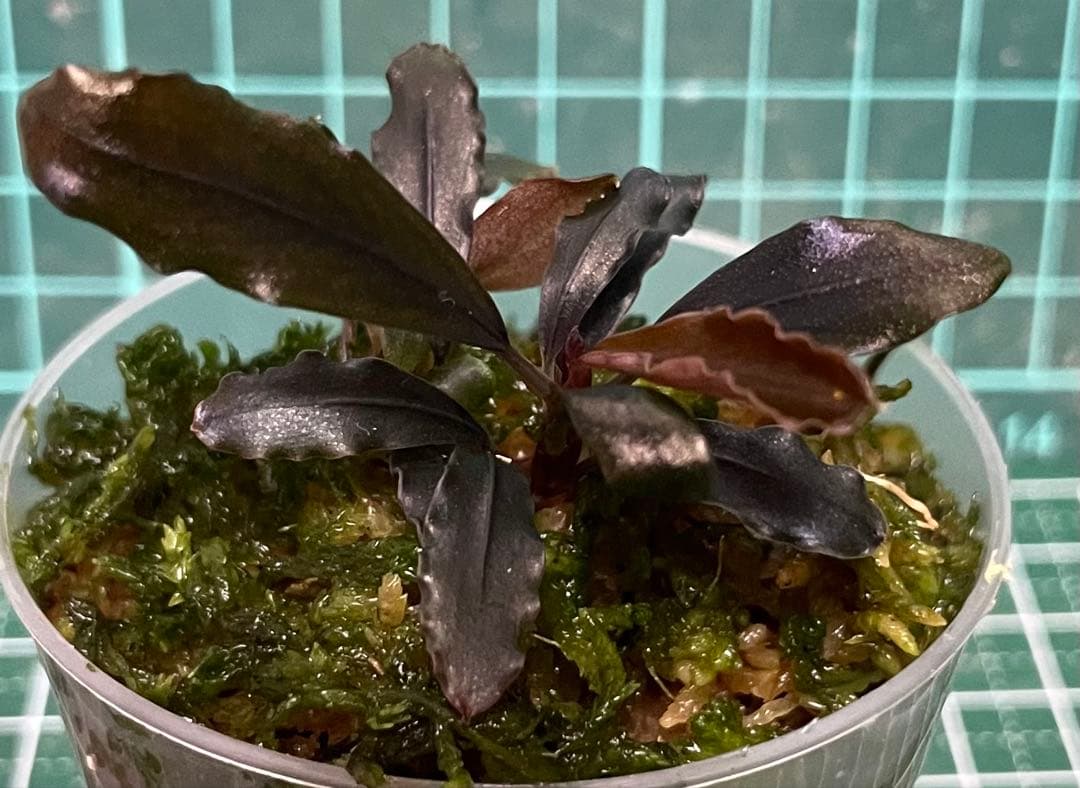 Bucephalandra sp.Ghost kalimantan