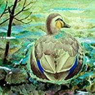 絵画「薄氷の朝の鴨」　水彩画