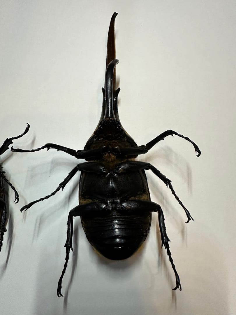 大型 ヘラクレスオオカブト 標本用 乾燥済み 自由研究