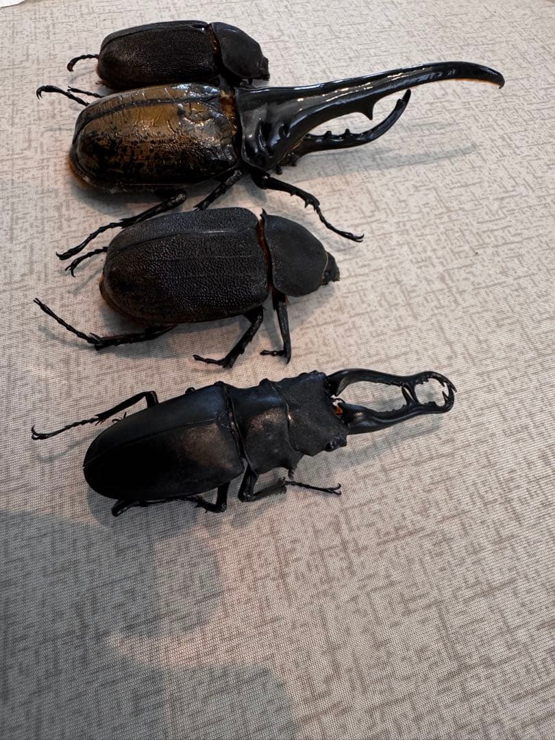 大型 ヘラクレスオオカブト 標本用 乾燥済み 自由研究