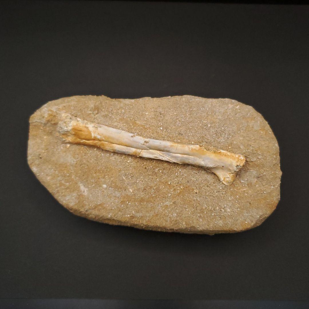 希少 アルシオーネ 骨 化石 本物 モロッコ産 170.29mm yk8