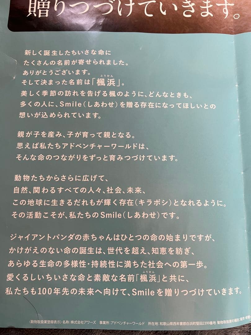 楓浜 アドベンチャーワールド 誕生記念ポスター72×51cm 白浜市配布
