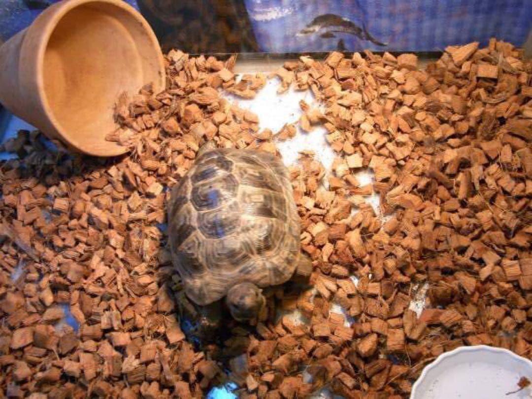 2S リクガメの床材 20リットル ハスクチップ ヤシガラ 爬虫類 トカゲに