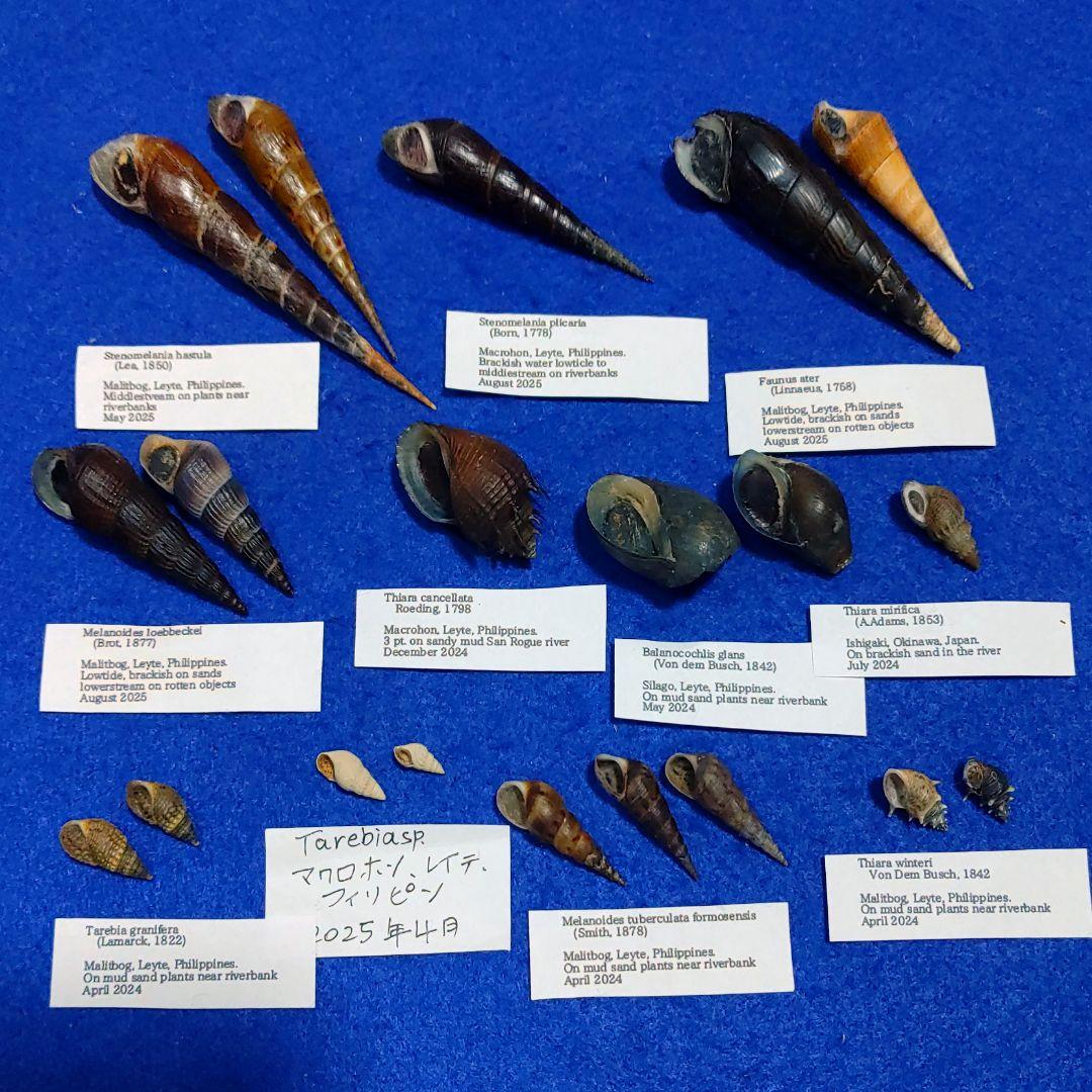 トウガタカワニナ　淡水貝　貝殻　標本 トウガタカワニナ 淡水貝 貝殻 標本