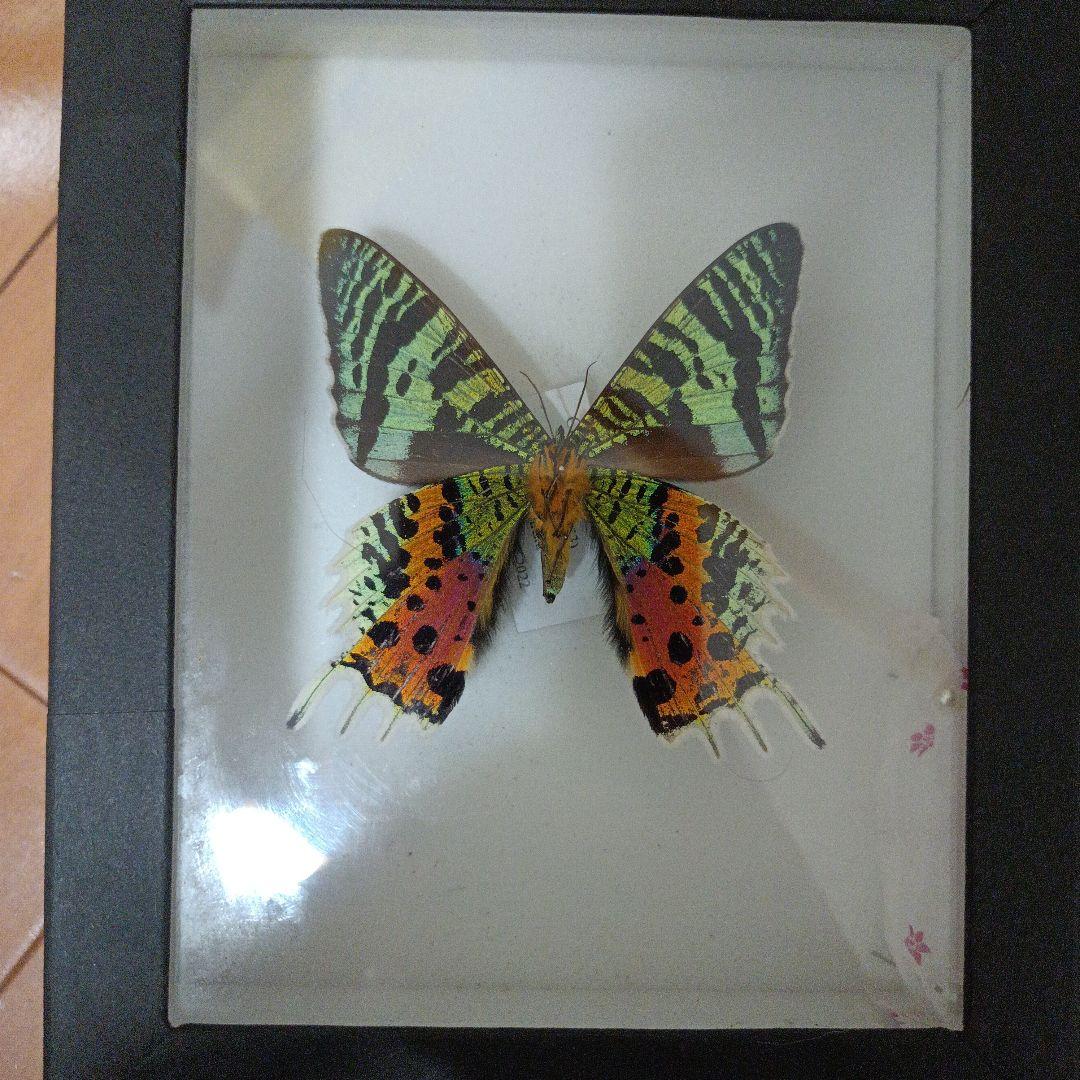 外国産蝶標本三角紙大量まとめてトリバネアゲハニシキオオツバメガ