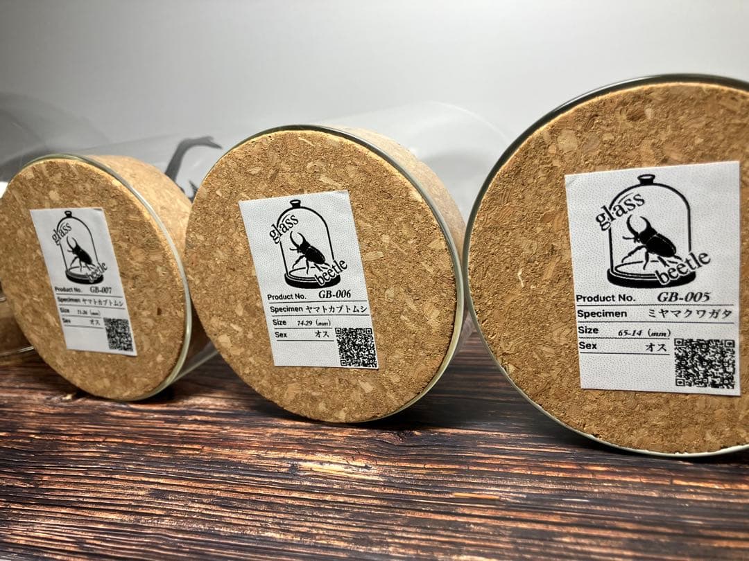 Glass Beetleヤマトカブトムシ標本 GB-006】