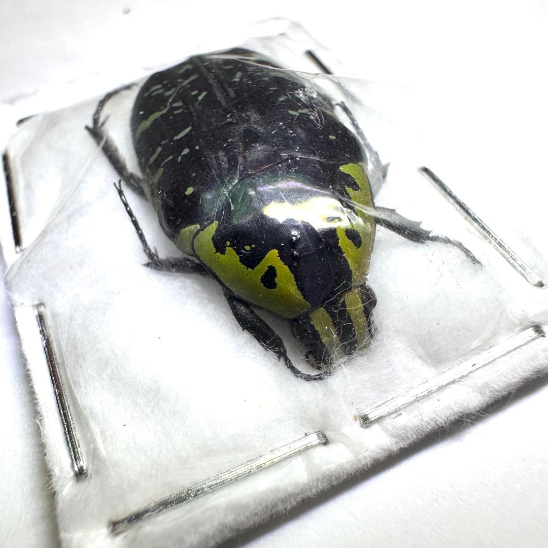 標本】サザナミマラガシーハナムグリ - メルカリ