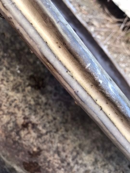 盆栽鉢　超希少時代手捻り楕円平盆栽鉢白地に黒胡麻柄落款