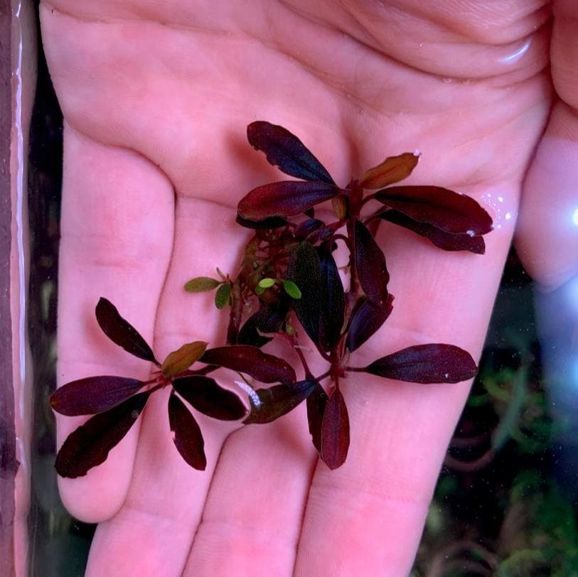 ブセファランドラ sp. Ghost 2011 Kalimantan (塊株)②