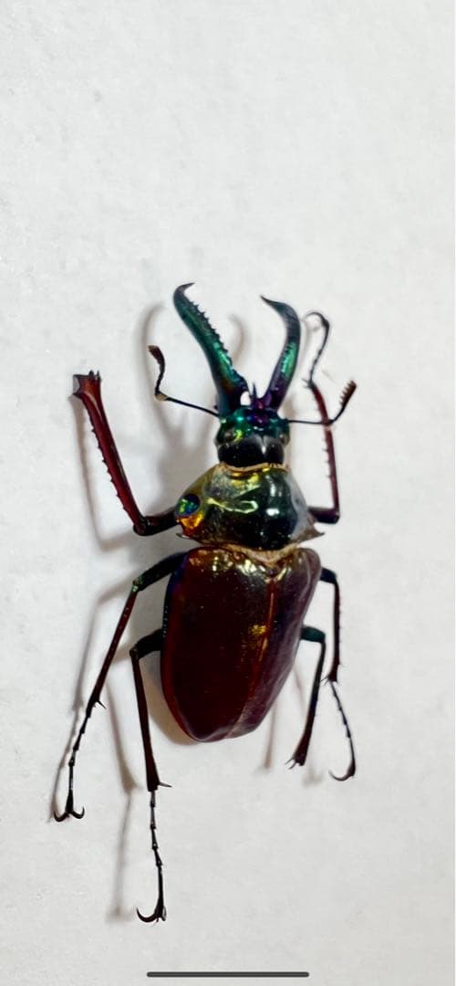 希少】ホロメタリクス チリクワガタ 標本 コガシラクワガタ
