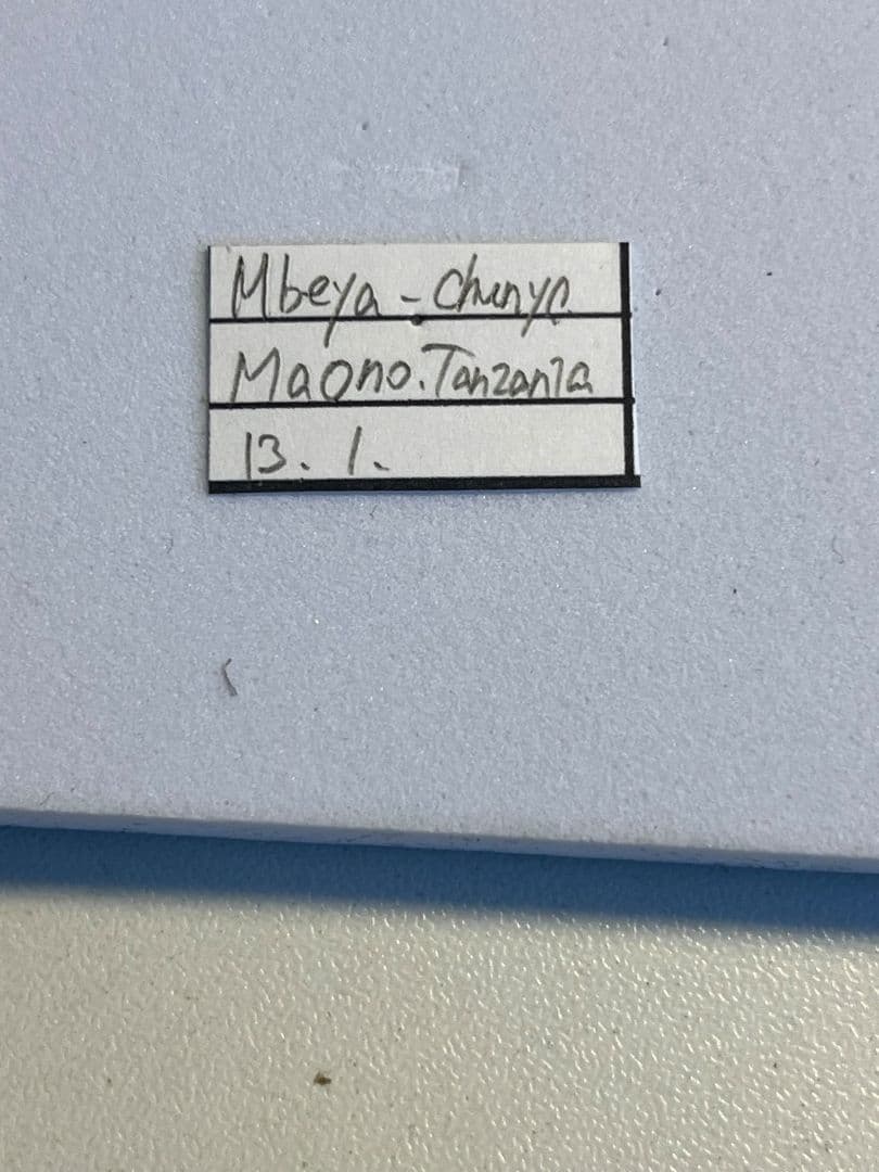 一属一種】Bolbotritus bainesiウスバカミキリ 昆虫標本