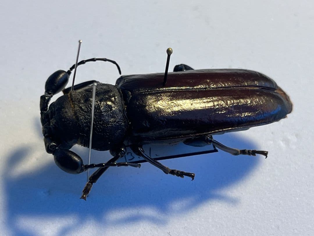 一属一種】Bolbotritus bainesiウスバカミキリ 昆虫標本 - メルカリ
