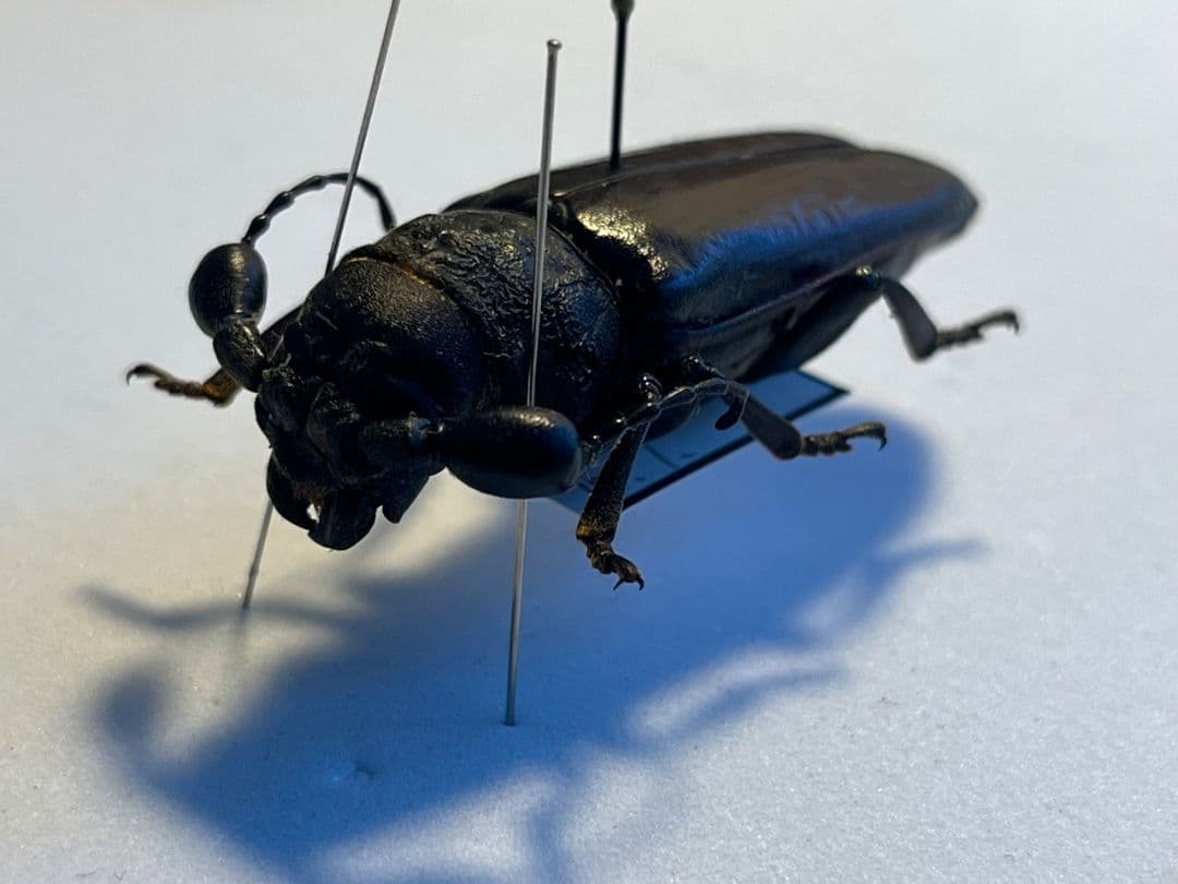 一属一種】Bolbotritus bainesiウスバカミキリ 昆虫標本