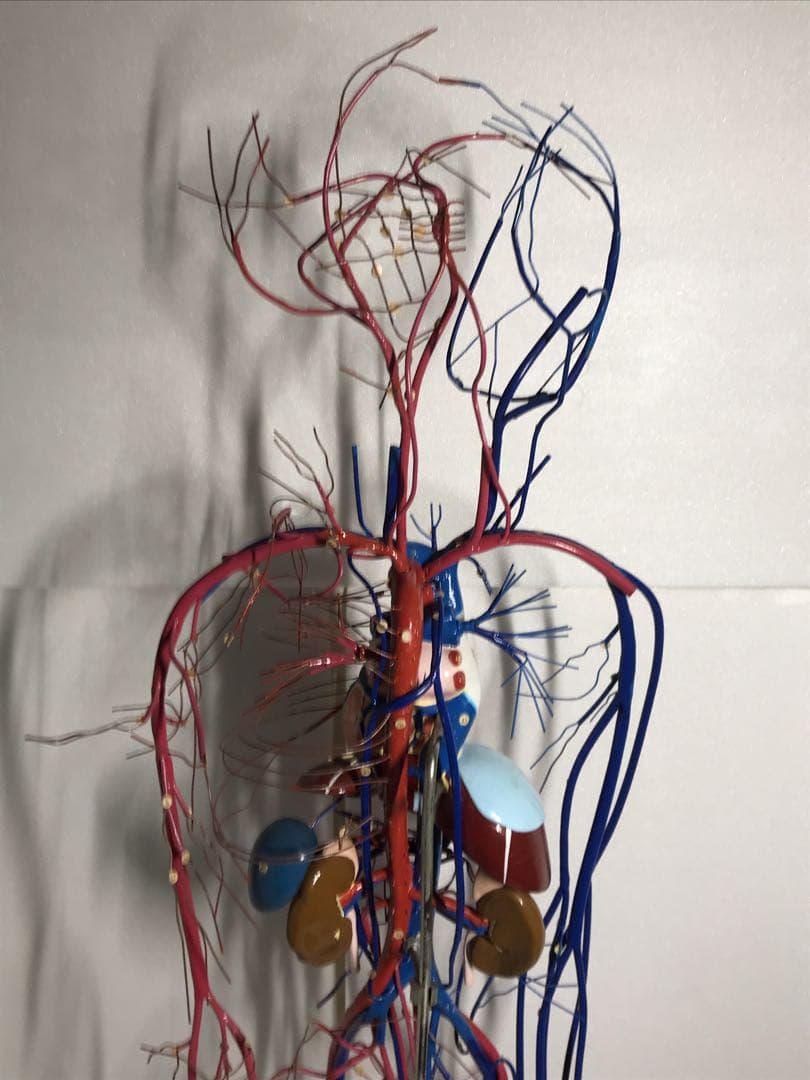血液循環系模型 (透視式)♡
