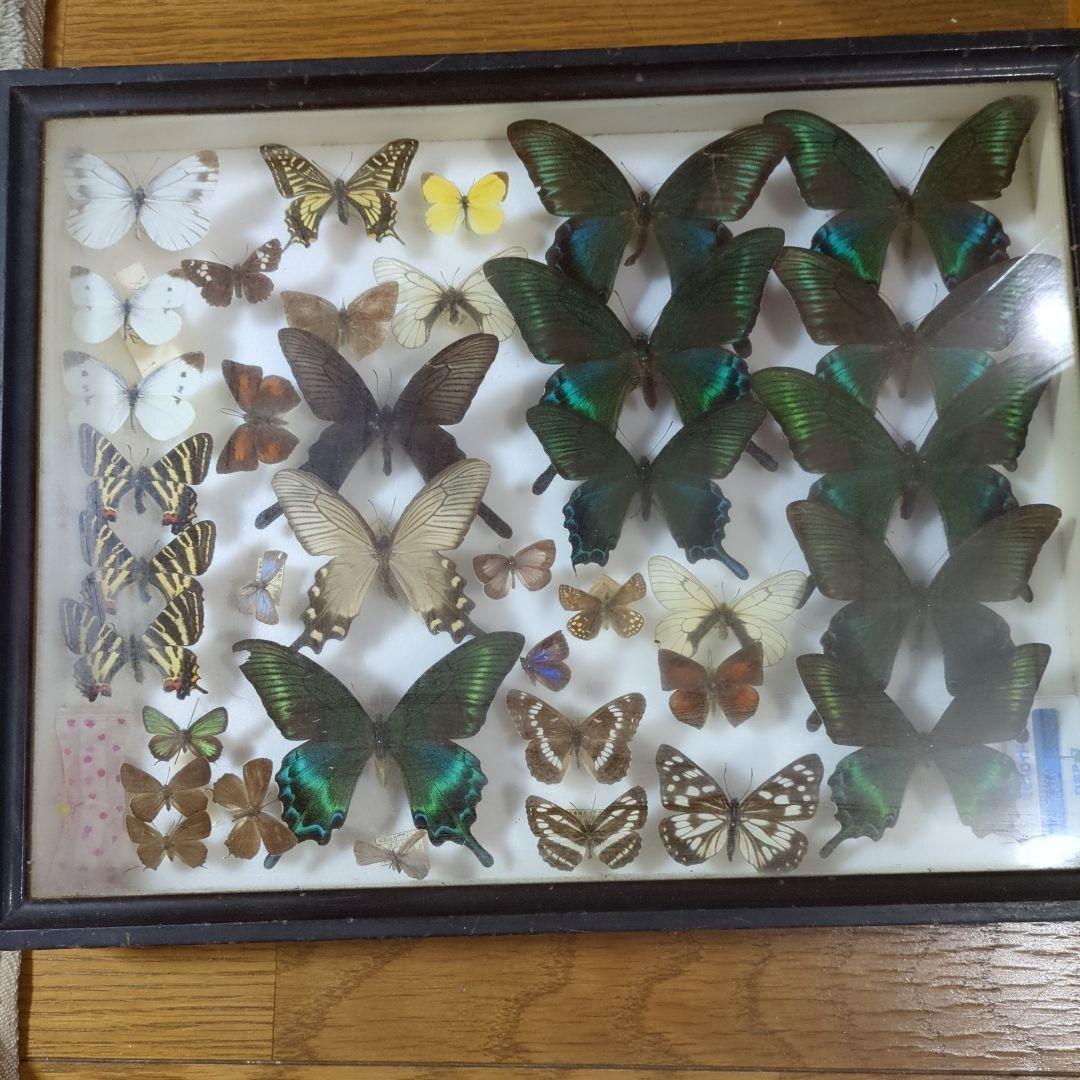 お値下げ！蝶標本 貴重】蝶の標本 蝶の標本 貴重なチョウの世界(珍A) <0622z昆虫