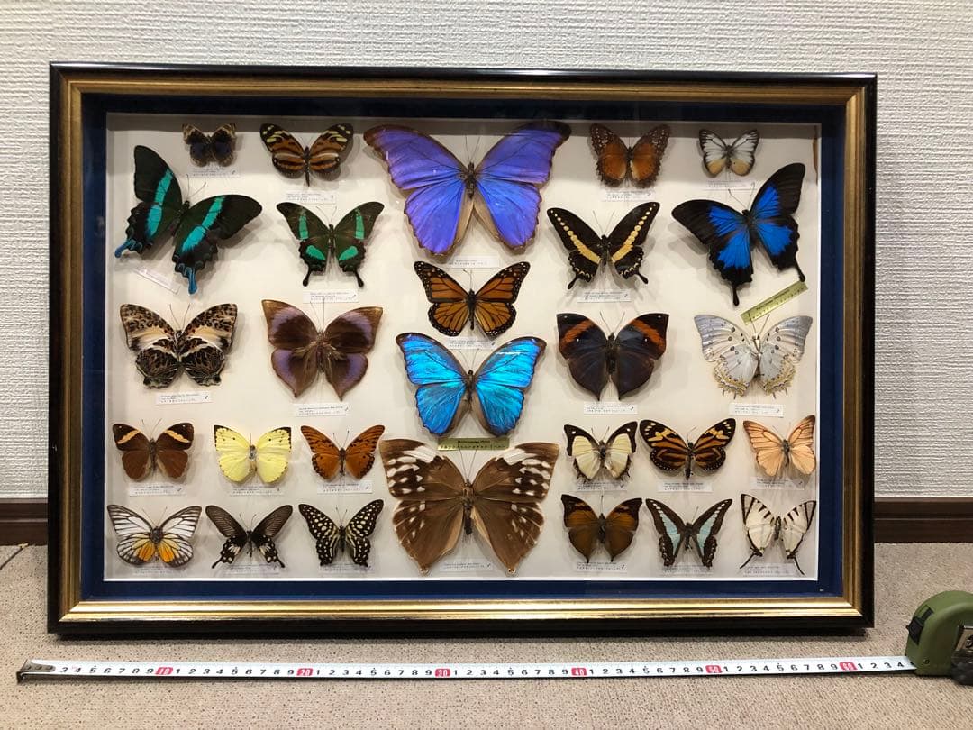 希少品。蝶の標本。超級美品。平成時代。自家蔵出し。珍貴標本。