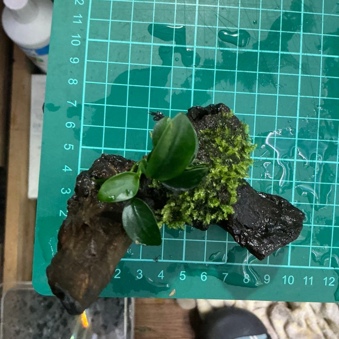 第四種郵便】ジャイアント南米モス活着アヌビアスプチ付き流木 10cm