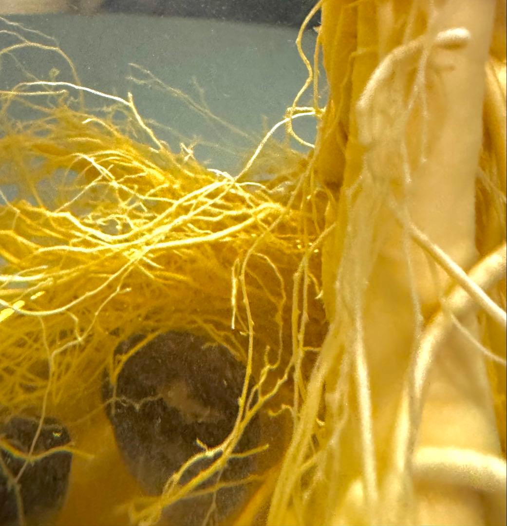 高麗人参 約40年物 古酒 ビンテージ ガラス瓶 金色 富士商事 健康酒