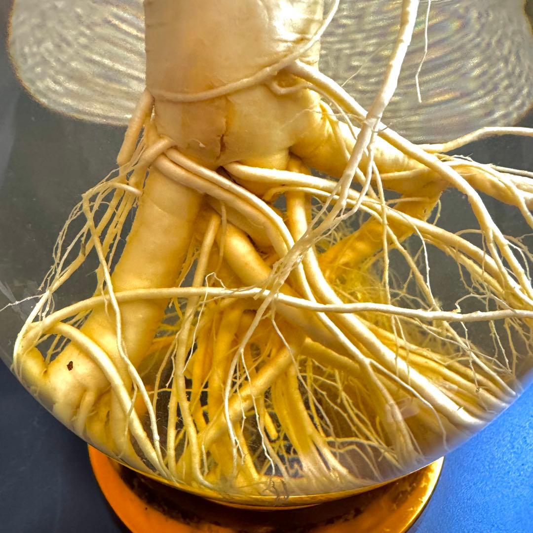 高麗人参 約40年物 古酒 ビンテージ ガラス瓶 金色 富士商事 健康酒