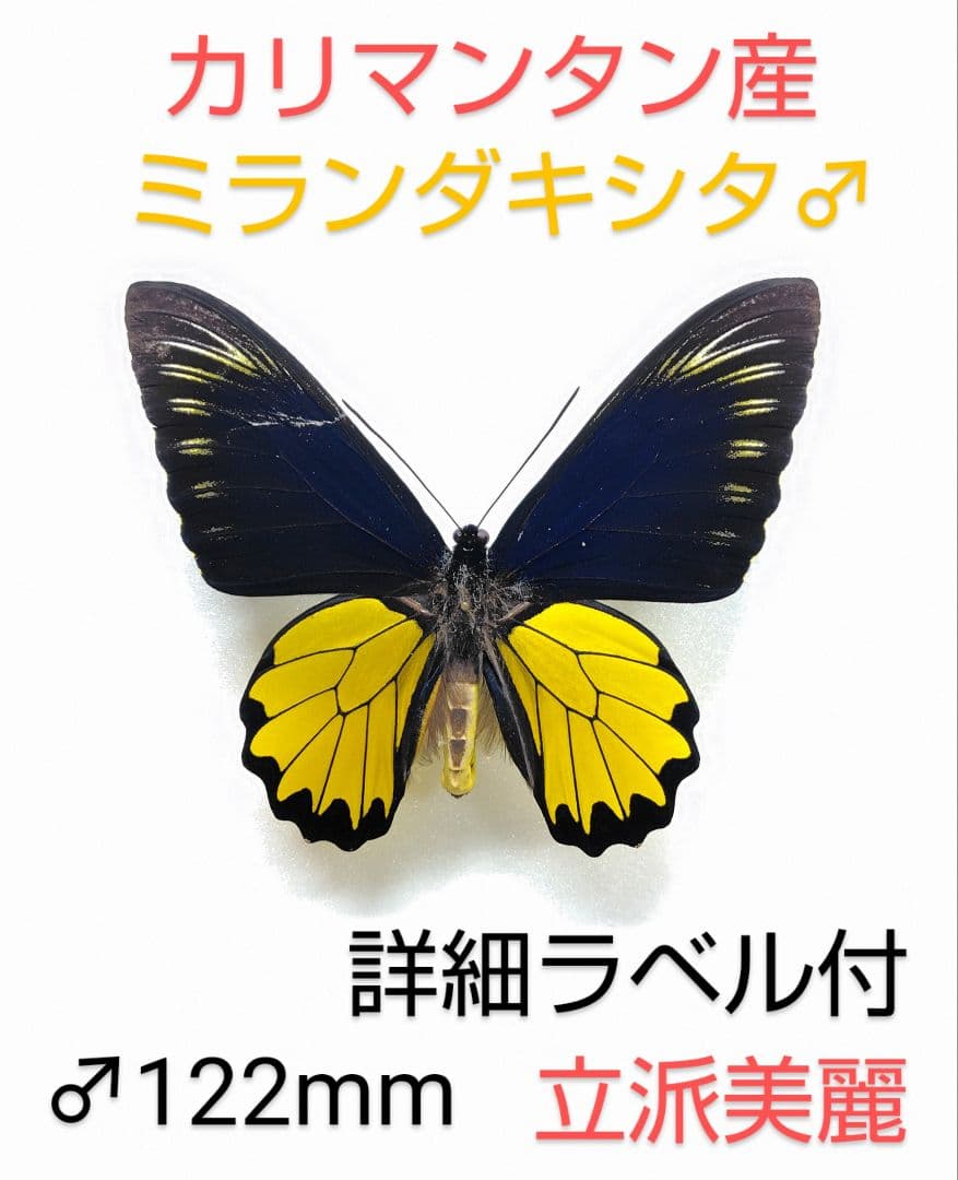 アルゼンチン産モルフォエピストフィウス3特大106mm