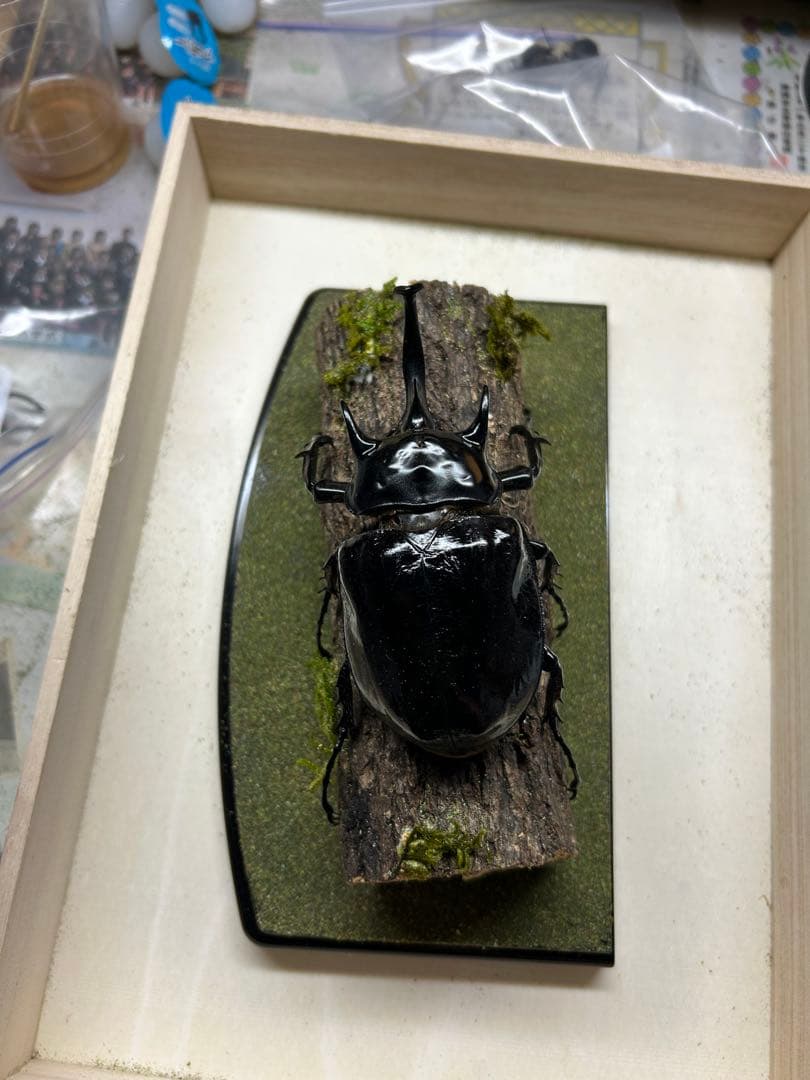 ま*り様 昆虫標本　LIVE標本　マルスゾウカブト 117.6mm