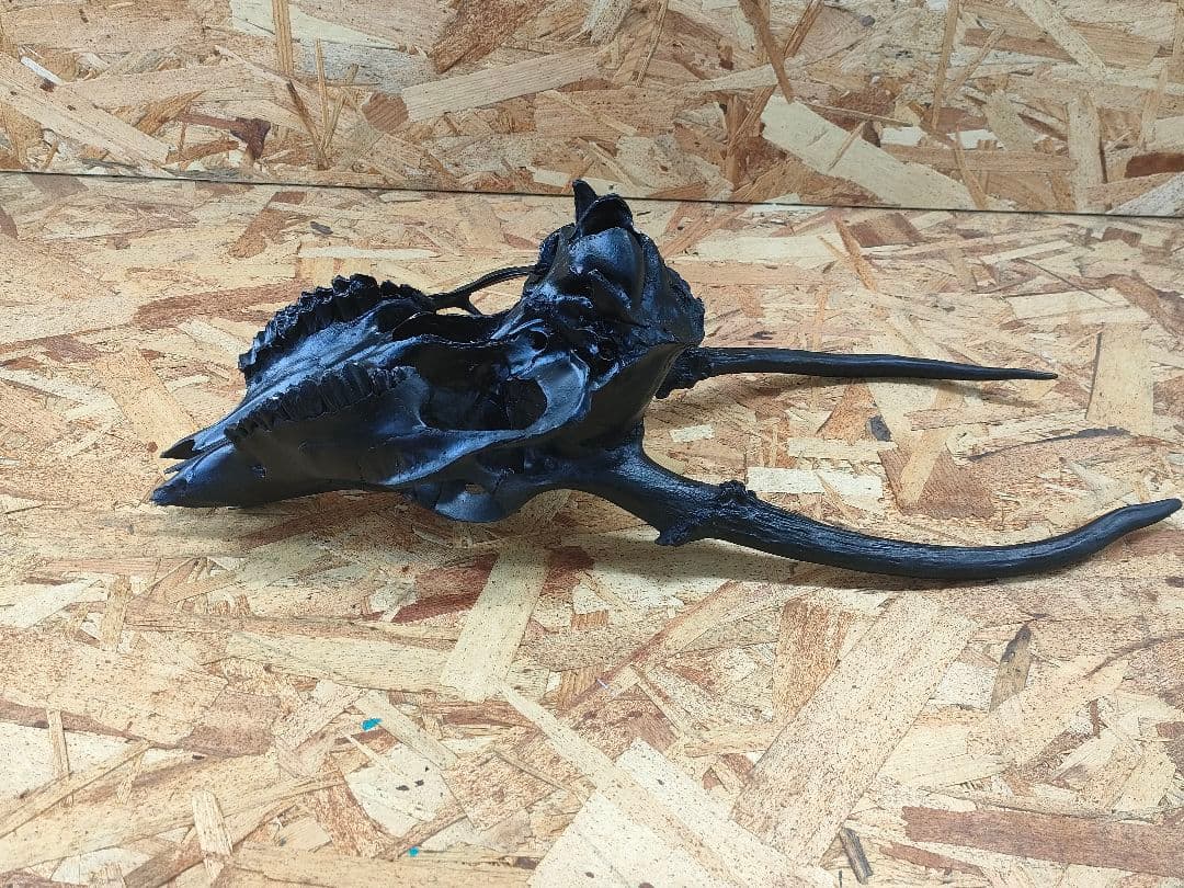 エゾ鹿(ニホンジカ)の頭蓋骨 呪物？