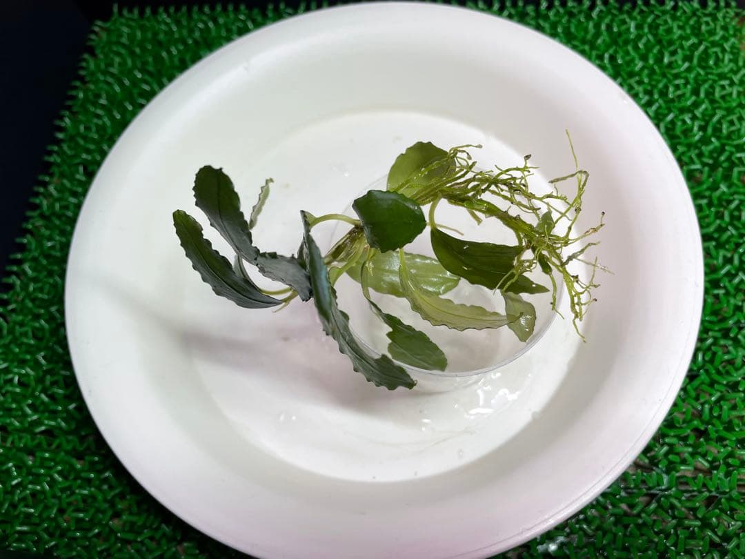 専用【正規タグ付きAZ便アリダルム2種 ブセファランドラ、計3種】