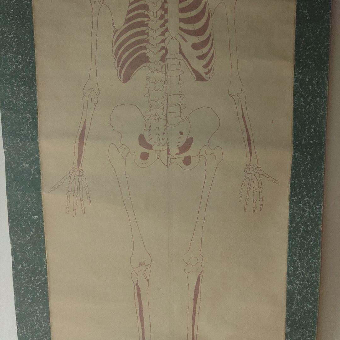 掛軸 紙本 骸骨図 人体構造 教材