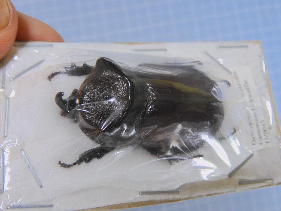 Cameroon Dynoryctes truncaticollis 38mm