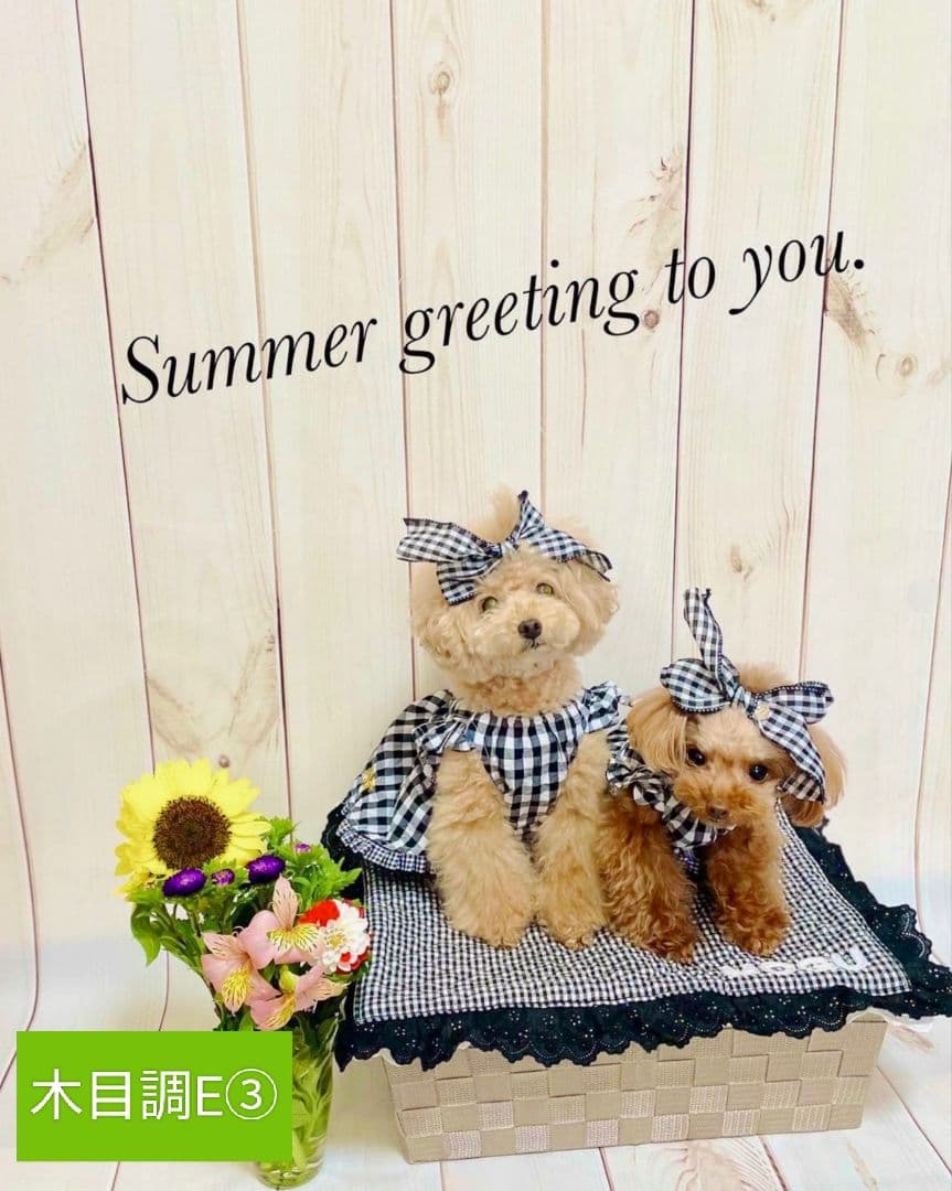 背景布【屋内V】ニューボーンフォト、ペット、ドール撮影用空薔薇気球雲窓