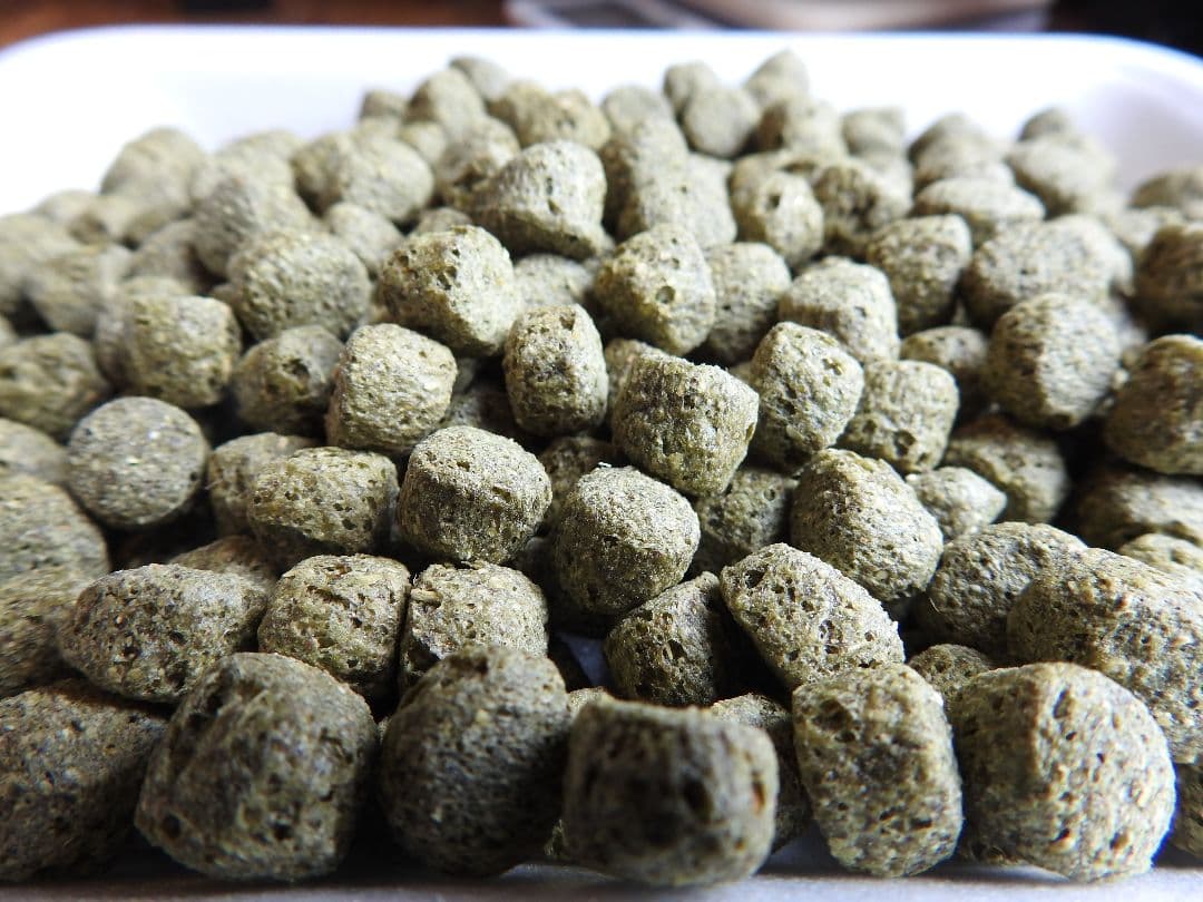 送料無料】アヒル·コールダック用飼料 MS500g オリエンタル酵母工業