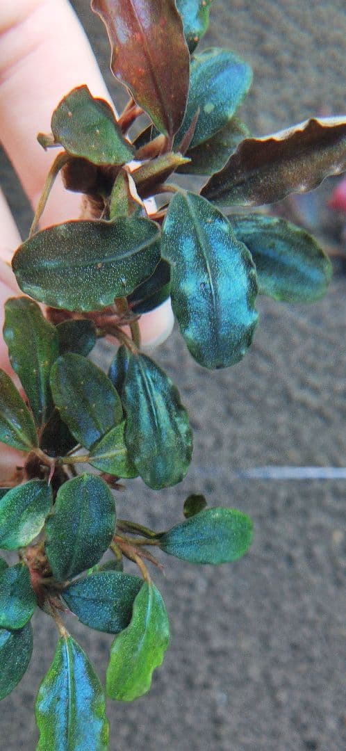 ブセファランドラsp. 購入 メタリックブルー 完全水中葉