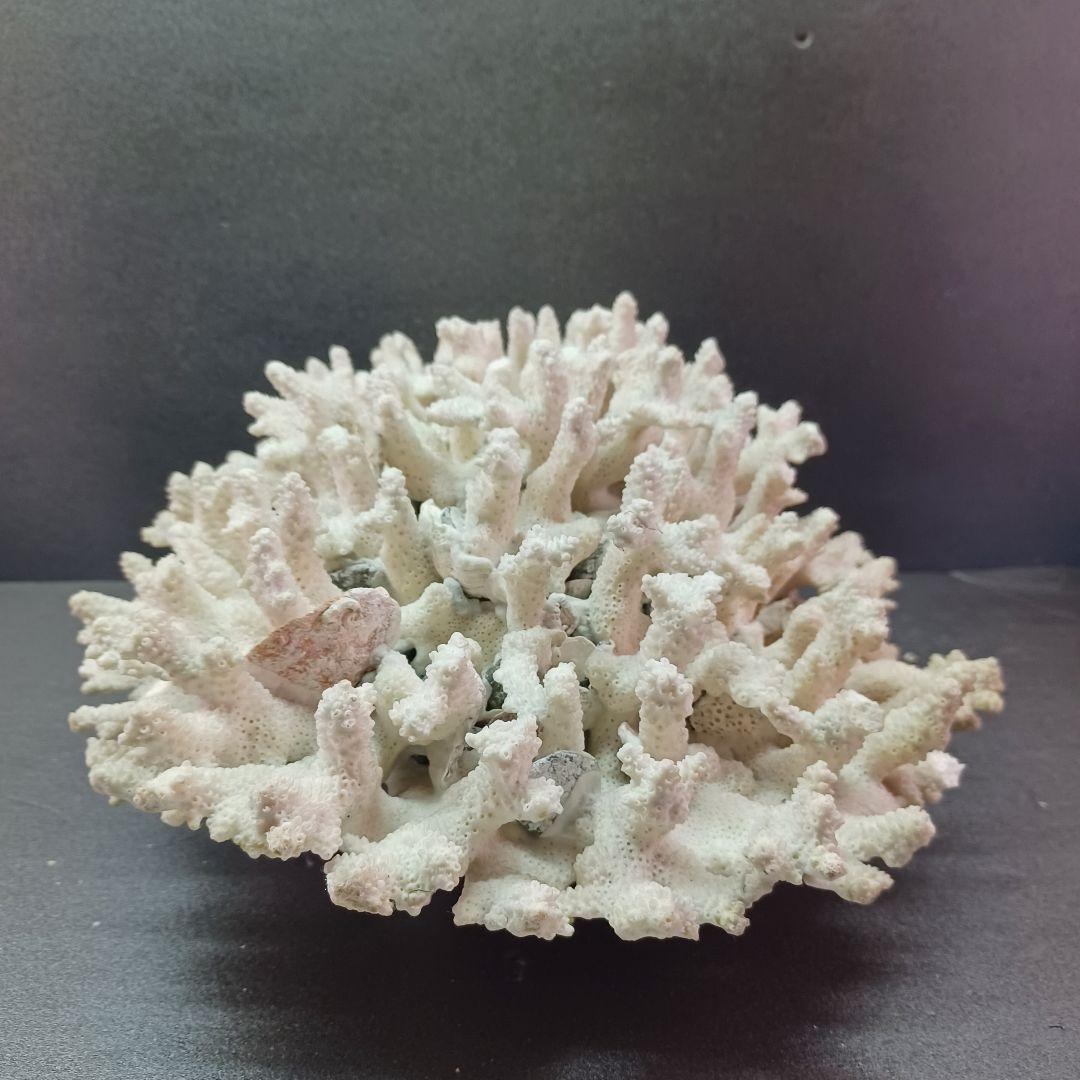 MURANO Salviati ムラノ サルヴィアーティ レース プレート 大皿の通販