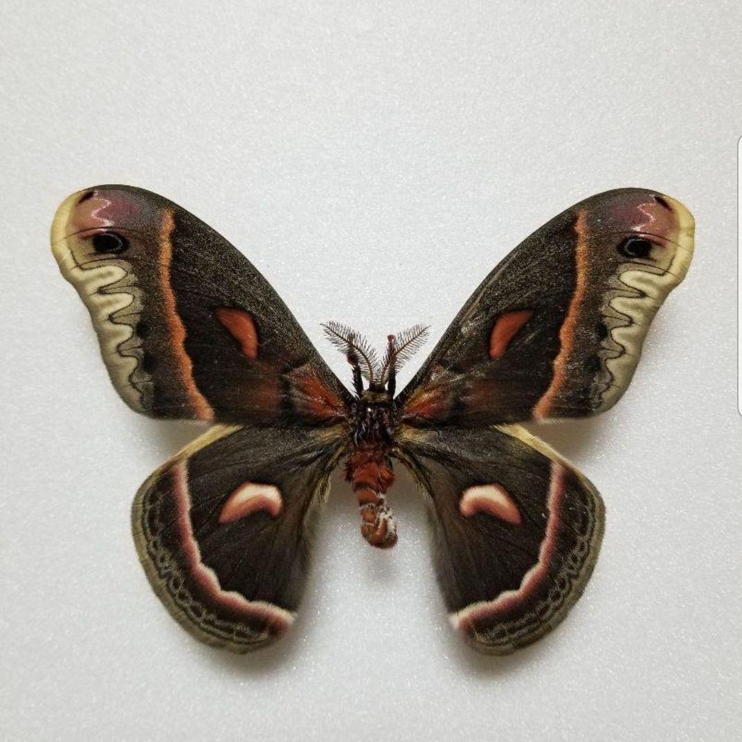 専用ページ！蛾 標本 テグスサン、セクロピアサン