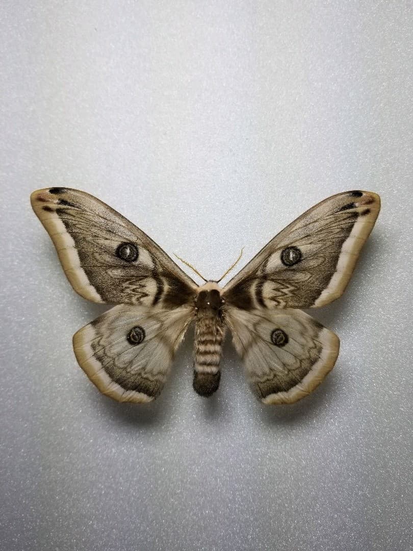 専用ページ！蛾 標本 テグスサン、セクロピアサン