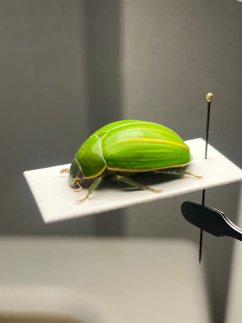 31mm】ヴィクトリナウグイスコガネ プラチナコガネ 標本 カナブン