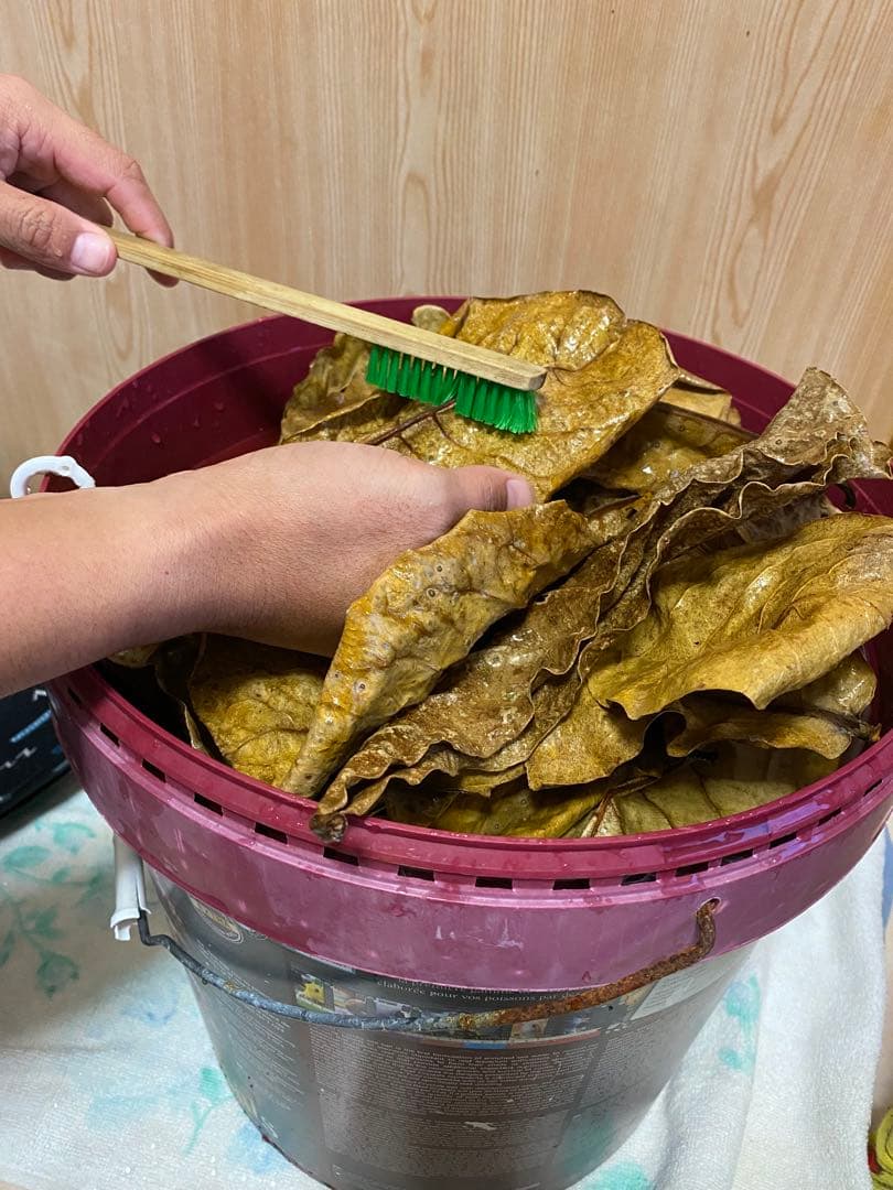 沖縄県やんばる産マジックリーフ 1kg UV殺菌灯照射済み⑤ 殺菌灯